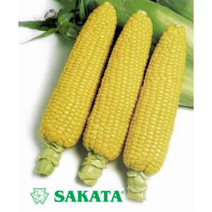 Хани Бетем 83 F1 - кукуруза сахарная, 1кг, Sakata (Саката), Япония фото, цена